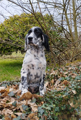 Étalon Setter Anglais - Talys Du Clos Du Troine