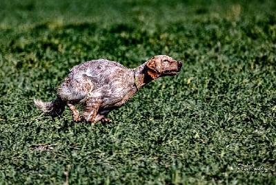 Étalon Setter Anglais - Rocky dit rollo du Gourg D'Enfer