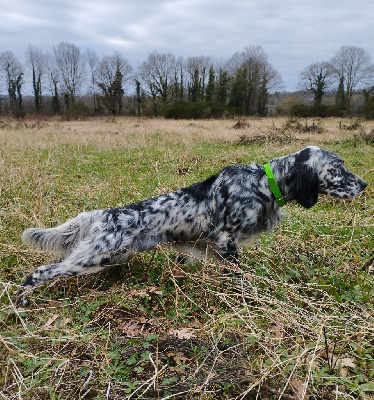 Étalon Setter Anglais - Stella Du sentier des lutins