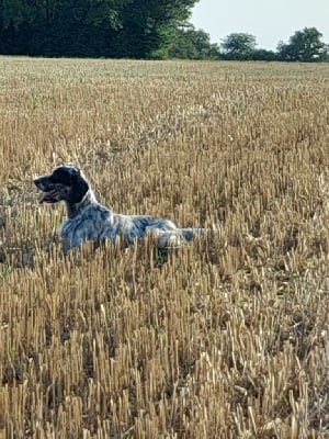 Étalon Setter Anglais - Outlander du mas des Vernets