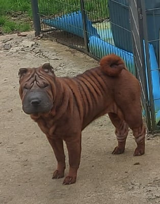 Étalon Shar Pei - ruby red viky pei Citronella