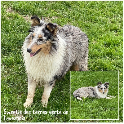 Étalon Shetland Sheepdog - Sweetie Des Terres De L'Avesnois