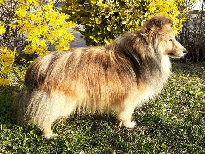 Étalon Shetland Sheepdog - Moody White And Black Blue