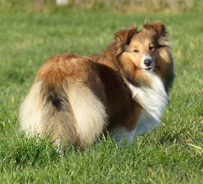 Étalon Shetland Sheepdog - Star yuriko du Royaume de la Petite étoile