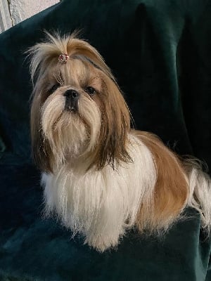 Étalon Shih Tzu - Sharly lulu Land Of Pandora