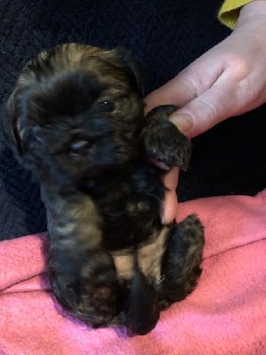 Étalon Shih Tzu - Nymphéa De La Foret De Chateau Charles