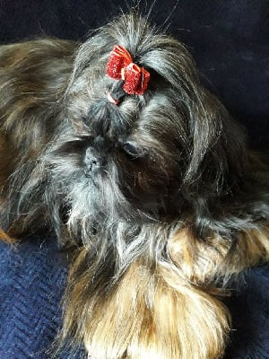 Étalon Shih Tzu - Opaline De La Foret De Chateau Charles