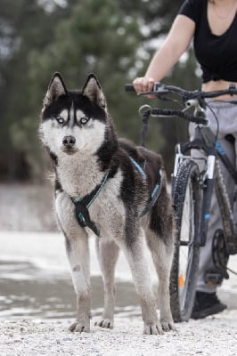 Étalon Siberian Husky - Satan's wolf (Sans Affixe)