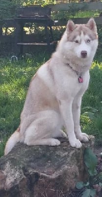 Étalon Siberian Husky - Saga (Sans Affixe)