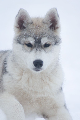 Étalon Siberian Husky - The ultimate control of The Land Of Wolves