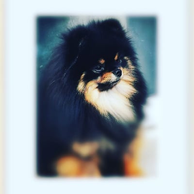 Étalon Spitz allemand - crazy charms S'yeontan dit sharly