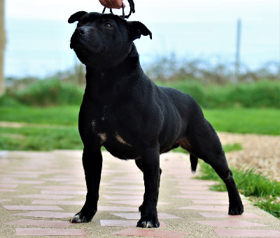 Étalon Staffordshire Bull Terrier - Scandale Of Black Lovely Staffie