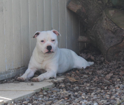 Étalon Staffordshire Bull Terrier - Simple man De karysha