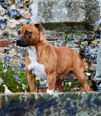 Étalon Staffordshire Bull Terrier - Suzanne Of Joep'staff