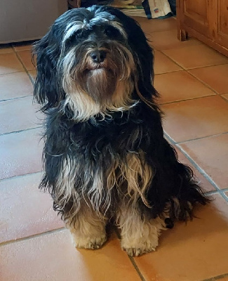 Étalon Terrier Tibetain - R'mione-madrigal (Sans Affixe)