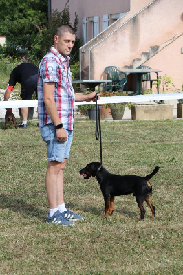 Étalon Terrier de chasse allemand - CH. Schubert du mont cherrey