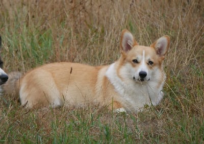 Étalon Welsh Corgi Pembroke - Caramel filling dubensky dubensky zamok