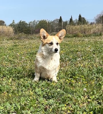 Étalon Welsh Corgi Pembroke - Rosalie Des Deesses Du Temple