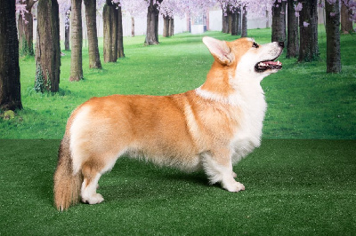 Étalon Welsh Corgi Pembroke - CH. Lawrence of arabia des Contamines