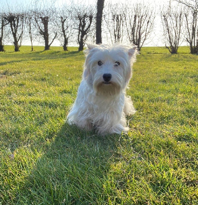 Étalon West Highland White Terrier - Smarties Des Sentiers du Perche