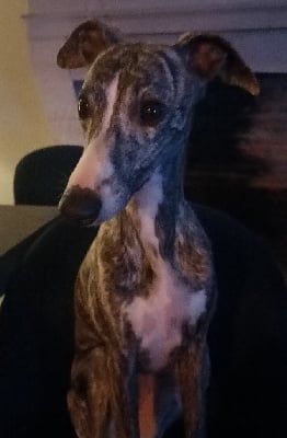 Étalon Whippet - Sioux De Bambino Bristl