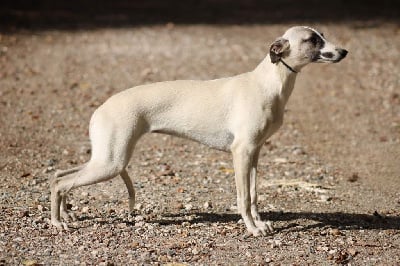 Étalon Whippet - Topeka kansas Des Alizes De Maelynn