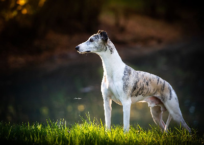 Étalon Whippet - Majestic von mullewapp