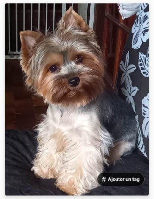 Étalon Yorkshire Terrier - Rosa Du Mas De La Pommière