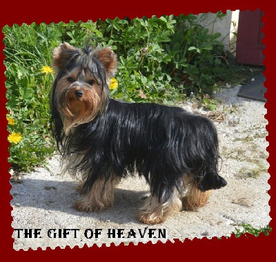 Étalon Yorkshire Terrier - The gift of heaven (Sans Affixe)
