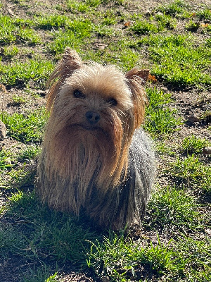 Étalon Yorkshire Terrier - Rolex du moulin de madjurie