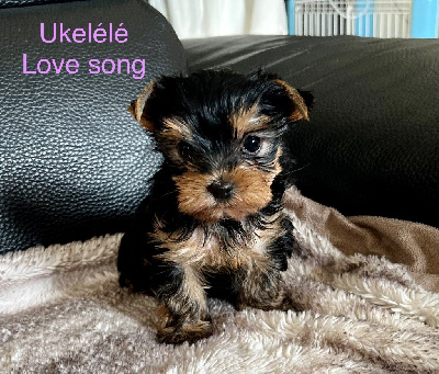 Étalon Yorkshire Terrier - Ukulélé love song of American Feeling