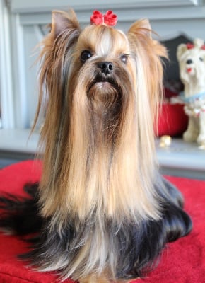 Étalon Yorkshire Terrier - fairy flame Lovelas