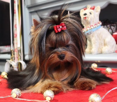 Étalon Yorkshire Terrier - denstail Amura de fancy