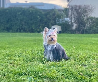 Étalon Yorkshire Terrier - Raven Du Royaume Des Choupettes