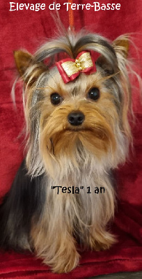 Étalon Yorkshire Terrier - Tesla (Sans Affixe)