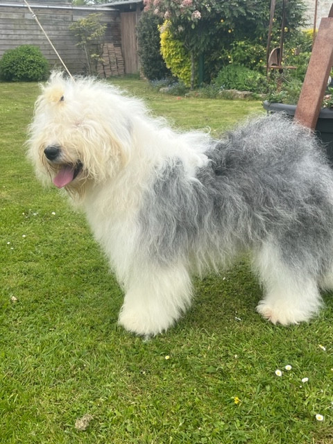 Shalimar of Mary People