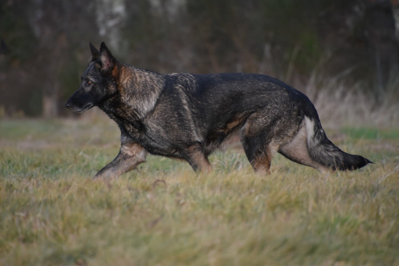 Prada des moustiques du ried