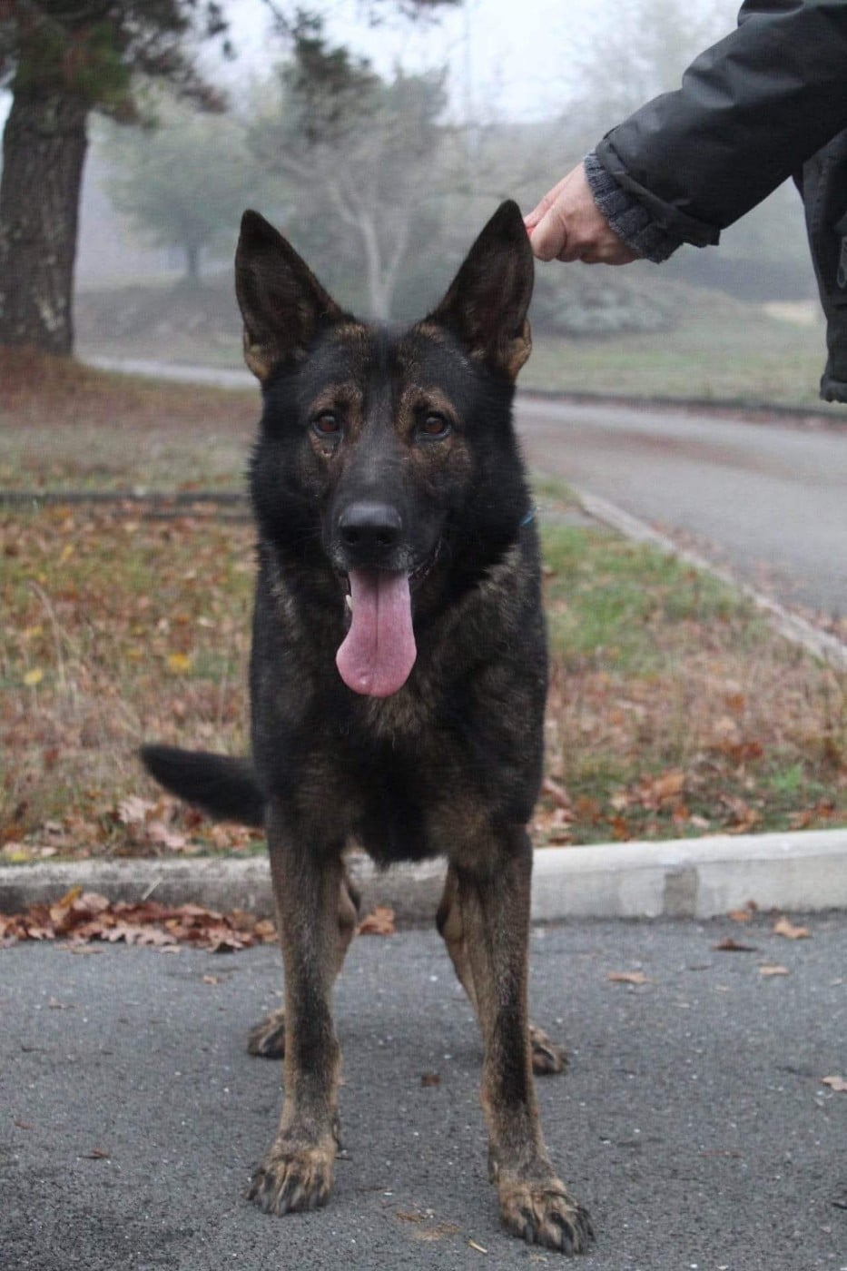 Otis du domaine de la freydiere