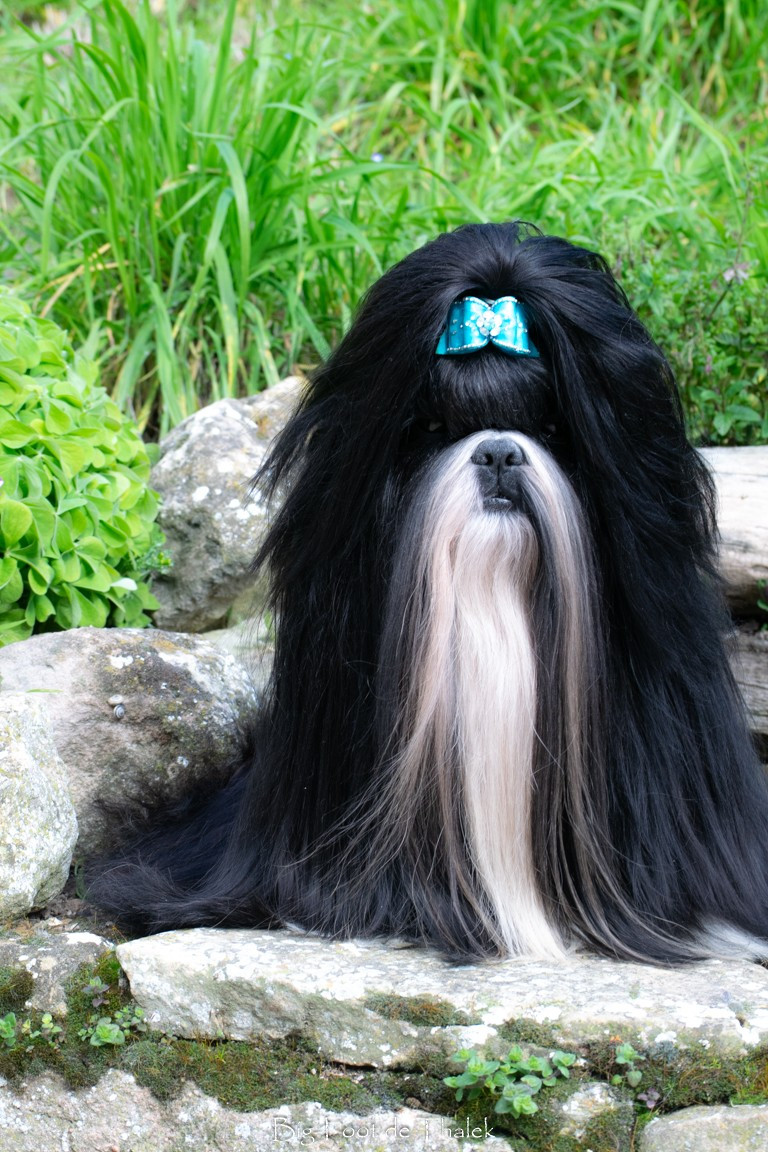 Publication : Big-foot De Thalek