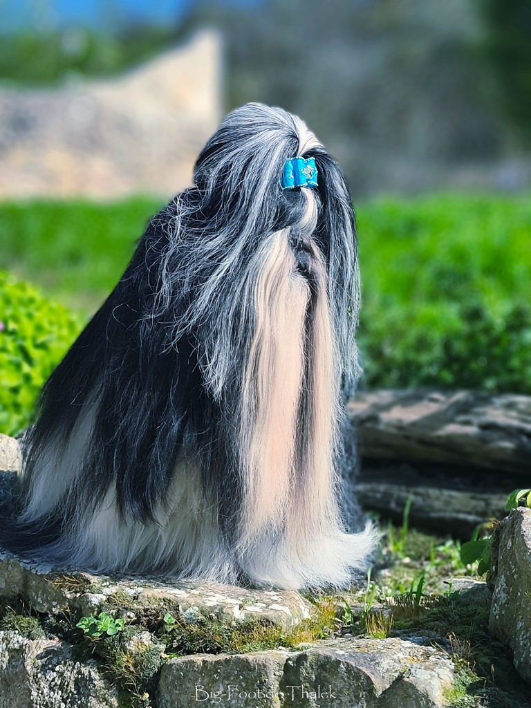 Publication : Big-foot De Thalek 