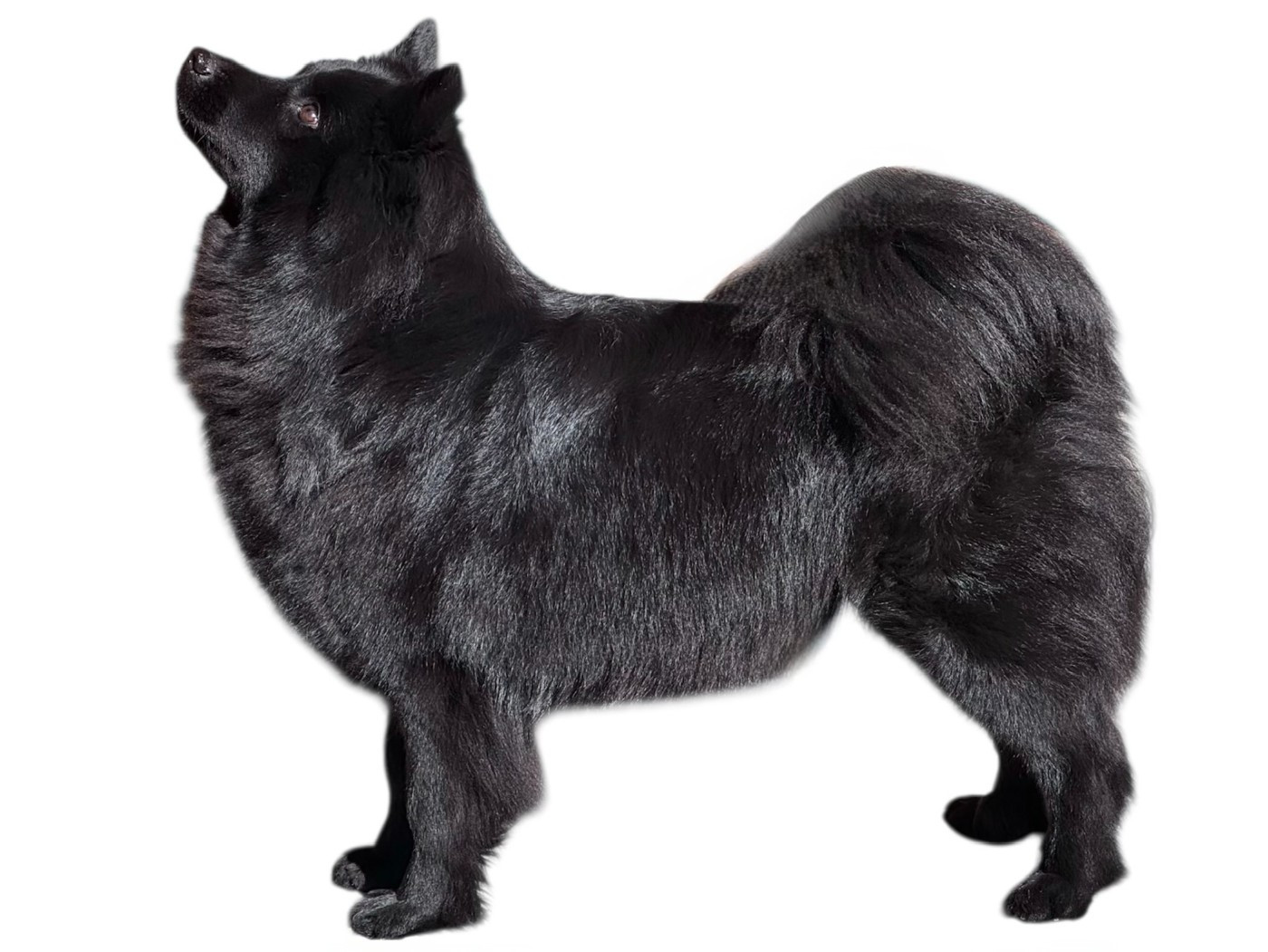 Publication : Laprenhund Auteur : Laprenhund Kennel