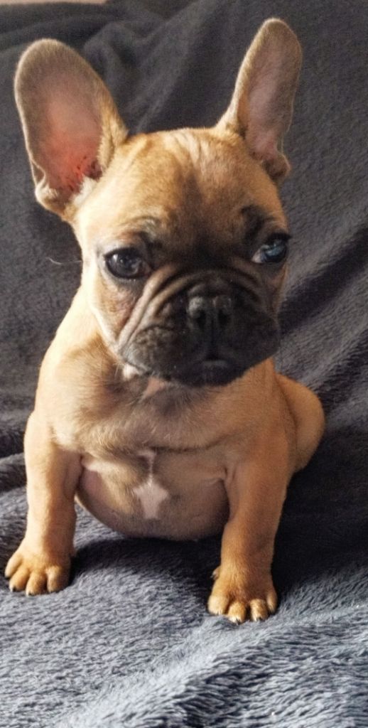 Publication : Of Angels Occitania Auteur : Of Angels Occitania