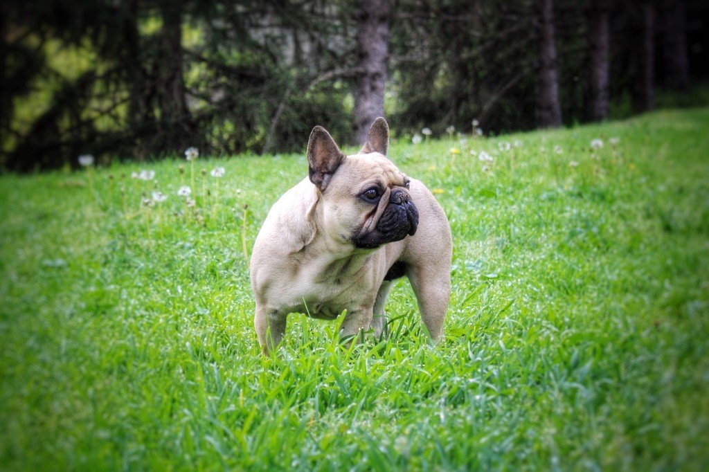 Publication : du vallon des furby's 