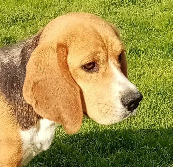 Publication : Du Moulin De Champiré 