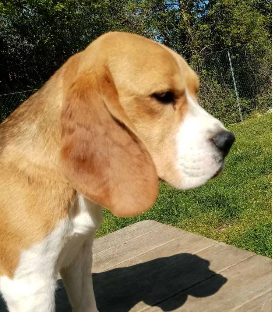 Publication : Du Moulin De Champiré 