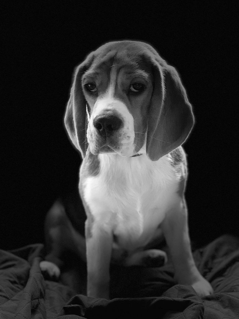 Publication : Lou Crystal Song