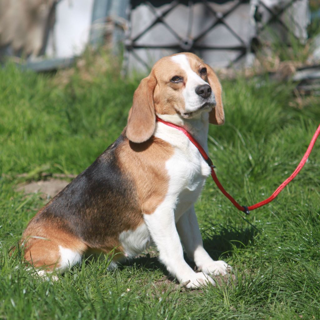 Publication : Des doux angelots Auteur : elevage des doux angelots