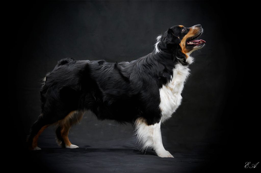 Publication : Of The Dream Of Haïti Auteur : Of the dream of haiti