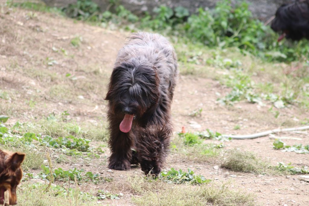 Publication : du Duncallipsy