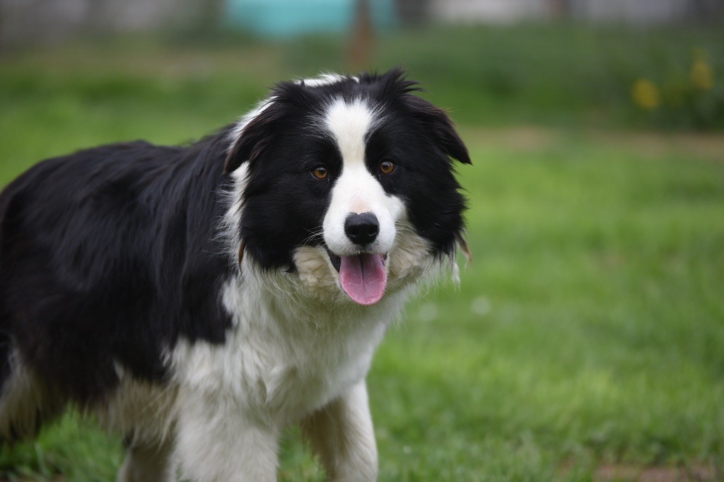 Publication : Du Mas Ensoleillé Auteur : elevage du mas ensoleille 